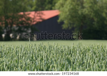 A field of Wheat with a Farm on the background. Global market trade.