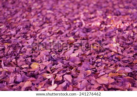 Autumn leaves,vibrant purple leaf