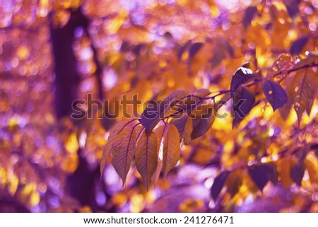 Autumn leaves,vibrant purple leaf
