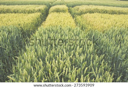 Agriculture barley grain wheat field
