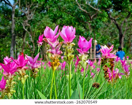 Kra Jiao or Siam Tulip Flower Blossom festival in Thailand