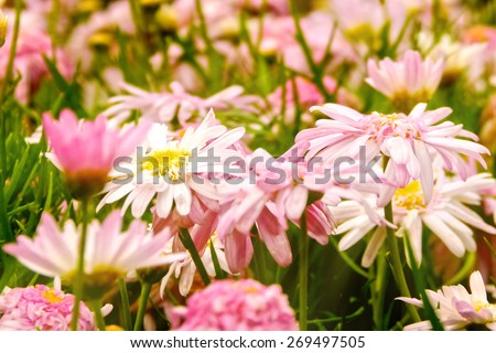 Pink spring flowers in the garden with sun rays beam, soft focus horizontal orientation