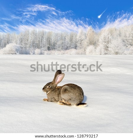 Grey rabbit in the winter forest