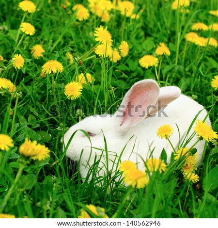 White rabbit on the summer dandelion