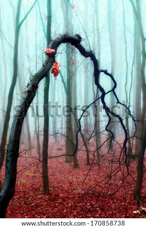 Crooked tree in a foggy autumn forest