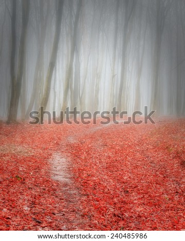 Path into the misty autumn forest