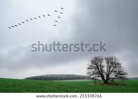 Flock of birds flying over a lonely tree. Bird migration in early spring