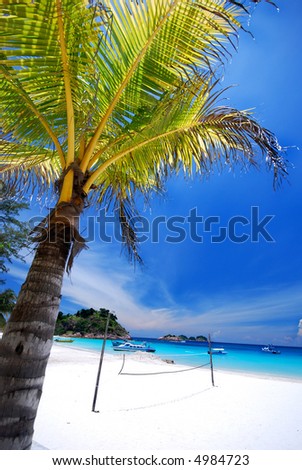 coconut trees clipart. stock photo : Coconut tree by