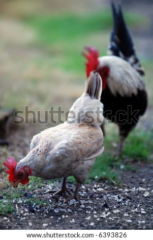 Female and male chicken