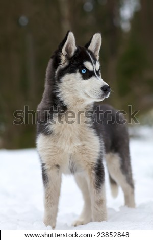 husky puppies pictures. stock photo : Husky puppy with