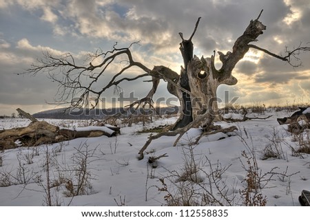 Tree struck by lightning in Strandja Mountain/ The old tree