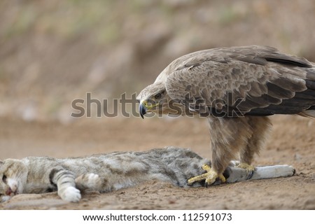 http://image.shutterstock.com/display_pic_with_logo/1232930/112591073/stock-photo-tawny-eagle-and-african-wild-cat-112591073.jpg
