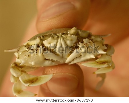 Crab in a hand