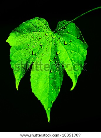 Green leaf with drops of dew on a black background