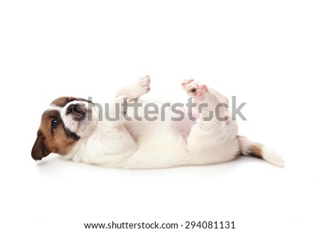 Jack Russell Terrier puppy lies paws up, 1 months old. Isolated on white