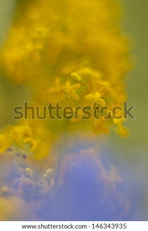 Yellow wildflower background. Macro photography