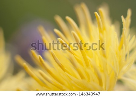 Wildflower background. Macro photography