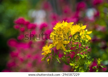 Yellow blossom of fresh wild Perforate St John\'s-wort mountain tea - Hypericum perforatum - on a red blurred background