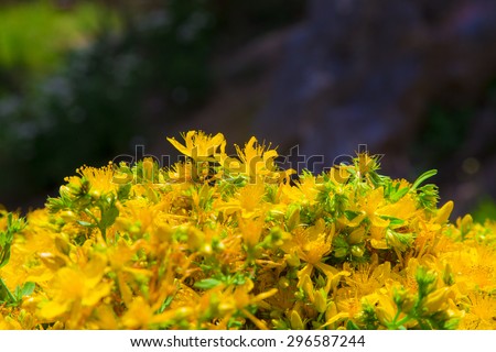 Yellow blossom of fresh wild Perforate St John\'s-wort mountain tea - Hypericum perforatum - on a blurred background