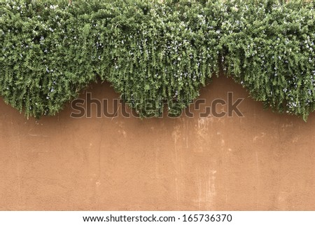 Adobe stucco-covered wall with the flowering vines hanging over it (somewhere in Arizona) -- design element/background