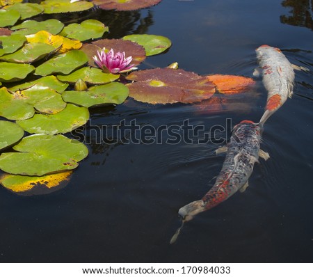 A koi fish pond with lily pads and flowers floating on the water. Two  koi fish,  one black, white, and orange, the other is white and orange, swimming in the dark water