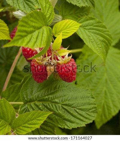 raspberries growing on a plant with the leaves.