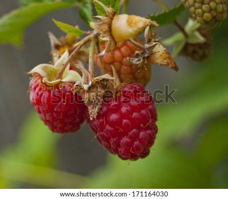 close up of two raspberries on the plant with the background blured