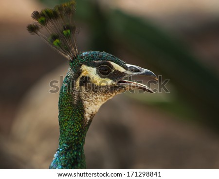 a close up of a female peacock, mouth open, blurred background