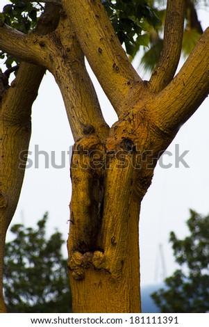 tree that looks like a man yelling.  Like a magic spell turned this man in to a tree. conceptual piece