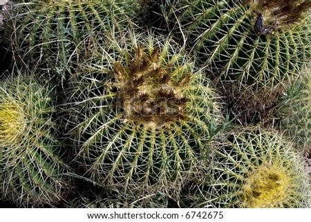 Group of exotic mexican cactuses