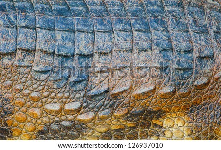 Animal Texture: Alligator skin Texture