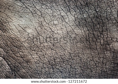 Animal Texture: Elephant skin Texture - Stock Image - Everypixel