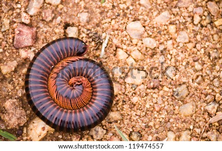 A top view of an Indian Millipede curled up in a defencive spiral coil also known as Phyllogonostreptus nigrolabiatus