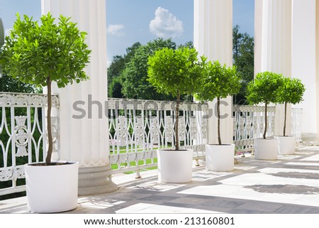White summer terrace with potted plant near railing. Garden view on sunny day.