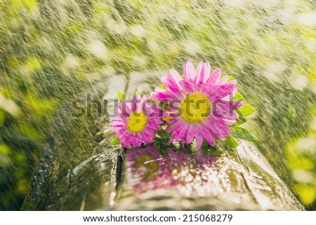 two flowers on wood outdoors. raining and sun.