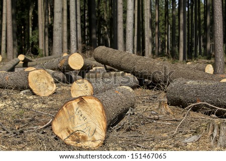 Wood logging in the forest - trees