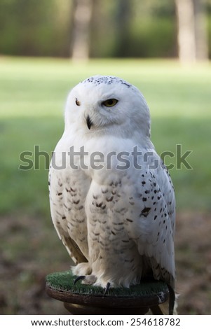 beautiful portrait of  white owl - Snowy owl, Nyctea scandiaca