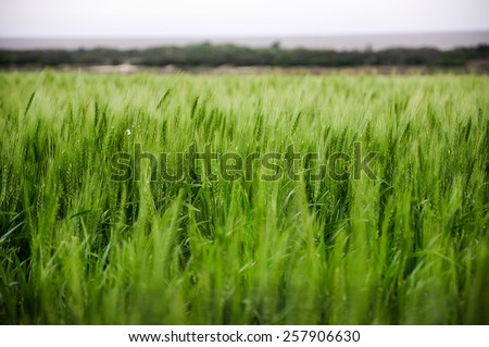 Green wheat plantations fields in the surrounding area of Juan Lacaze, Colonia, Uruguay