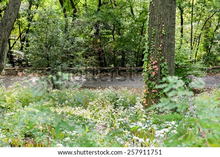 A secret path through all the vegetation at Central Park, New York City, New York, USA.