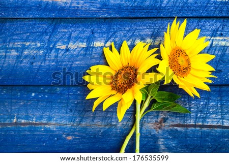 Two yellow sunflowers on a painted fence