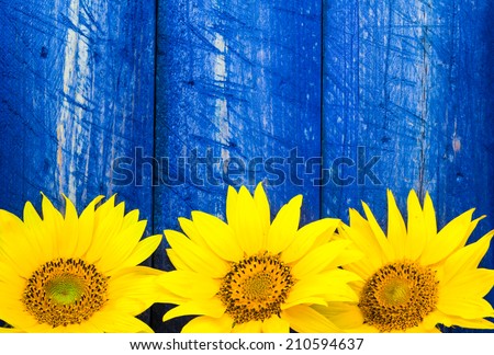 Yellow sunflowers on a painted fence