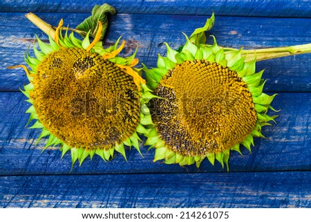 Two yellow sunflowers on a painted fence