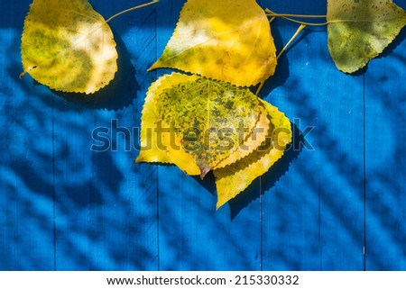 Autumn background: yellow leaves on blue table