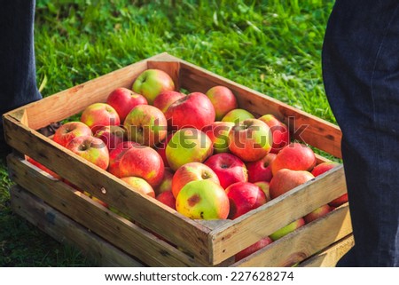 Autumn harvest: apples in a wooden crate