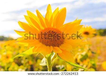 Field of sunflowers in summer: closeup of beautiful yellow flower in the sun