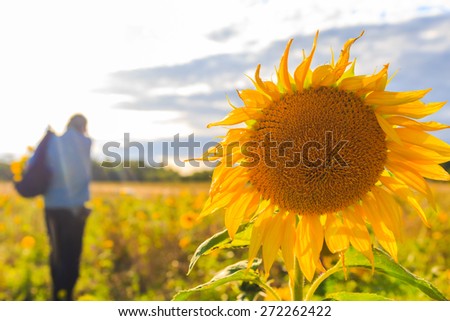 A man with a bouquet of sunflowers in a field in summer day
