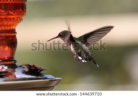 Hummingbird Ruby-throated Hummingbird