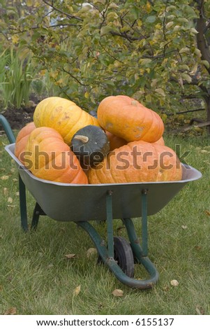 Autumn in the garden, rich harvest of pumpkins in a barrow. Barrow is on a lawn, front view.