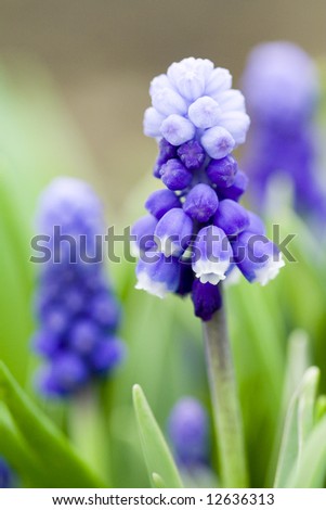 Macro of Hyacinth muscari flower, sign of spring