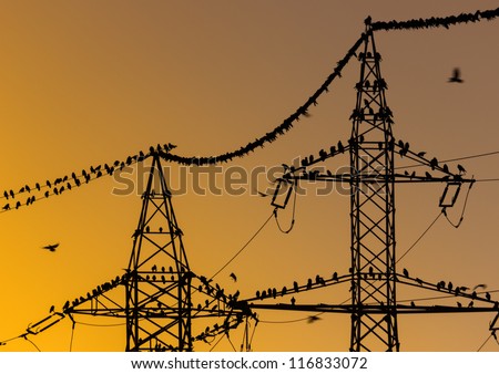 Large group of birds sitting on power lines early in the morning.Beautiful orange sky at sunshine.